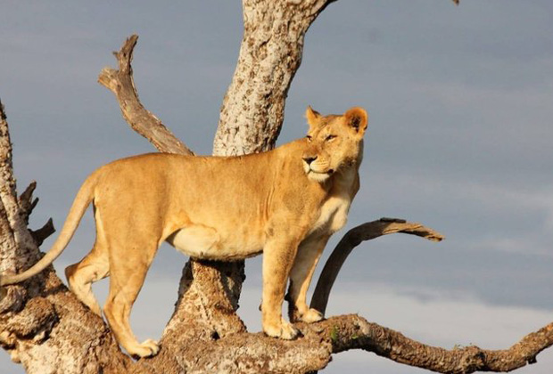 8 дней лучшего фотосафари по дикой природе